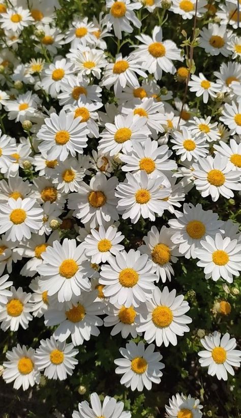 What are the birth month flowers and their meaning? Birth Stones, Söt Katt, Daisy Wallpaper, Cosmos Flowers, Flowers Photography Wallpaper, Photographie Inspo, Nothing But Flowers, Cute Flower Wallpapers, Wallpaper Laptop