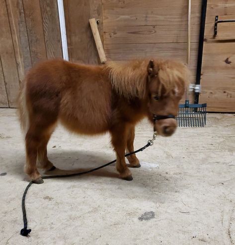 Tiny Mini Horses - Tiny Miniature Horses, Therapy Horses Mini Horse Barn, Mini Shetland Pony, Miniature Horse Barn, Mini Ponies, Mini Shetland, Pony Animal, Miniature Horses For Sale, Miniature Pony, Shetland Ponies