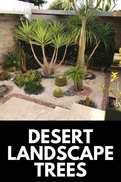 Desert Palm Trees Landscaping, Southwest Desert Landscape, Arizona Palm Trees Landscaping Ideas, Minimal Desert Landscaping, Front Yard Arizona Landscaping, Modern Southwest Landscaping, Tiered Desert Landscaping, Desert Grasses Landscaping, Desert Trees Drought Tolerant