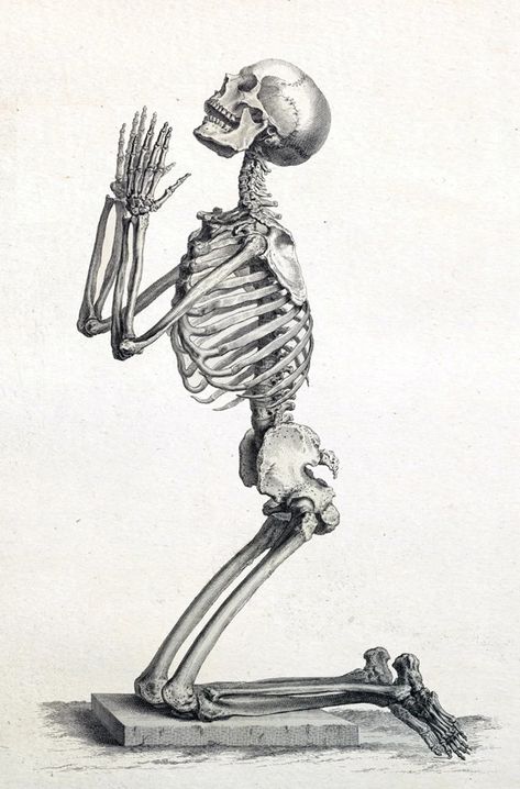 Human Skeleton Print Anatomy Skeleton Picture Medical Art Medical Student Gift Vintage Skeleton art-619 - Etsy Latvia Vintage Skeleton Illustration, Vintage Medical Art, Anatomy Skeleton, Medical Artwork, Anatomy Illustration, Skeleton Anatomy, Chair Drawing, Skeleton Illustration, Art Assignments