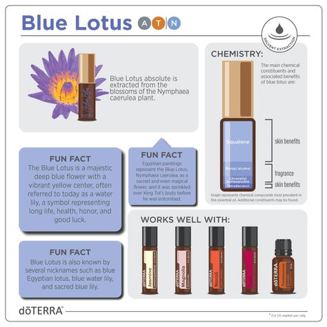 Blue Lotus Essential Oil Blends, Blue Lotus Flower Benefits, Egyptian Blue Lotus Flower, Blue Lotus Essential Oil, Lotus Essential Oil, Egyptian Lotus, Doterra Oil, Essential Oil Education, Doterra Business