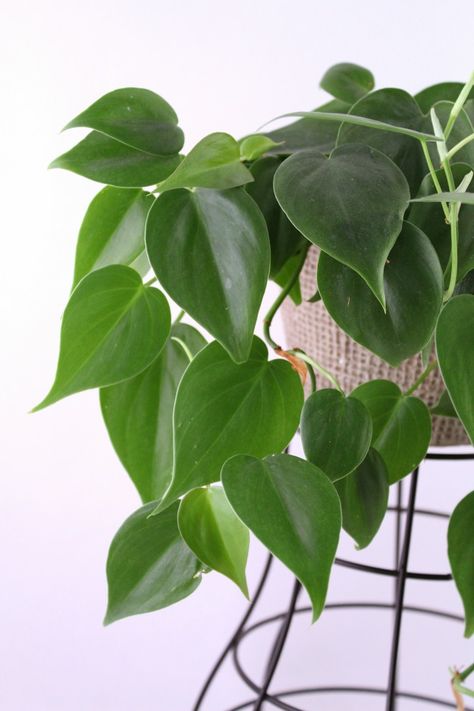 Good morning Plant Friends, this week's "favorite Plant of the week" is an all time classic. The good oll Heart Leaf Phioldendron lesser known as Philodendron hederaceum. It has heart shaped green leaves and is a fast grower. #philodendron #heartleafphilodendron #heartleaf Heart Leaf Philodendron Tattoo, Heart Leaf Plant, Heart Philodendron Plant, Heart Shaped Leaves Plants, Kasandra Core, Heart Shaped Philodendron, Philodendron Tattoo, Philodendron Heartleaf, Heart Shaped Plant