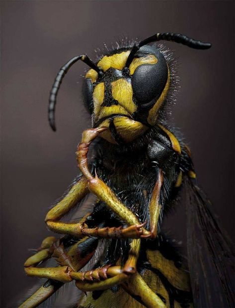 Wasp, Bee, Yellow, Black