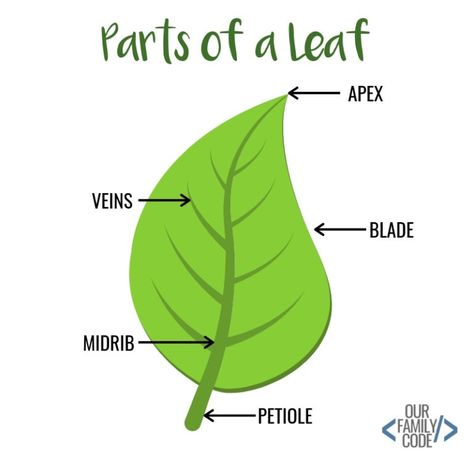 Leaf Science Experiments, Parts Of A Leaf, Nature Curriculum, Leaf Lessons, Leaf Rubbing, Leaf Rubbings, Leaf Printables, Draw Leaf, Fall Science