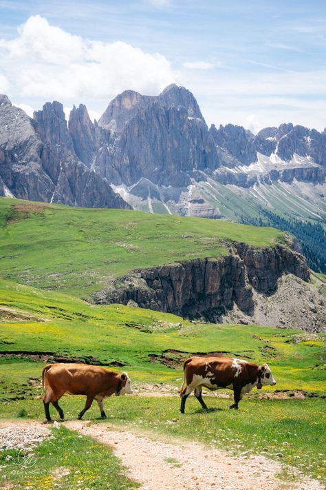 Alps Hiking, I Know A Place, Hiking Europe, Hiking Map, Hiking Poles, Stone Path, South Tyrol, Sustainable Tourism, Local Farm