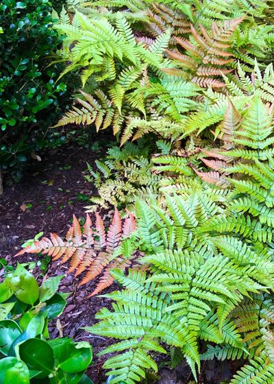 Autumn Fern ‘Brilliance’ - Neil Sperry's GARDENS Autumn Brilliance Fern, Autumn Ferns In Landscape, Brilliance Autumn Fern, Autumn Fern Landscaping, Fern Garden Ideas, Clover Garden, Foundation Plants, James Farmer, Coppery Red