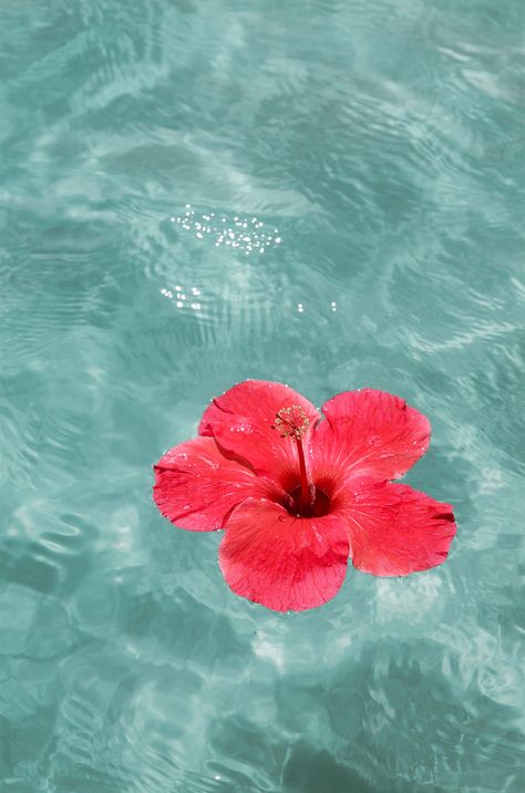 Hibiscus in turquoise waters Nature, Blue Backgrounds Aesthetic, Maia Core, Aesthetic Fleur, Hibiscus Flower Aesthetic, Random Widgets, Crazy Birthday Cakes, Paradise Aesthetic, Coastal Flowers