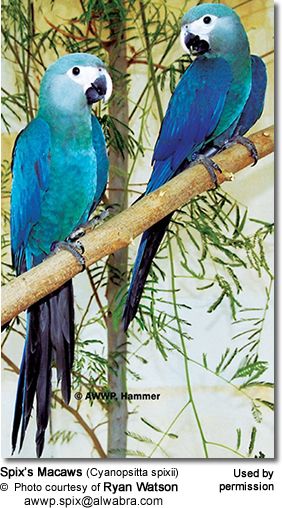 Spix Macaw, Beautiful Parrots, Blue Macaw, Sun Conure, Parrots Art, Birds Parrots, Macaw Parrot, Rare Birds, Unusual Animals