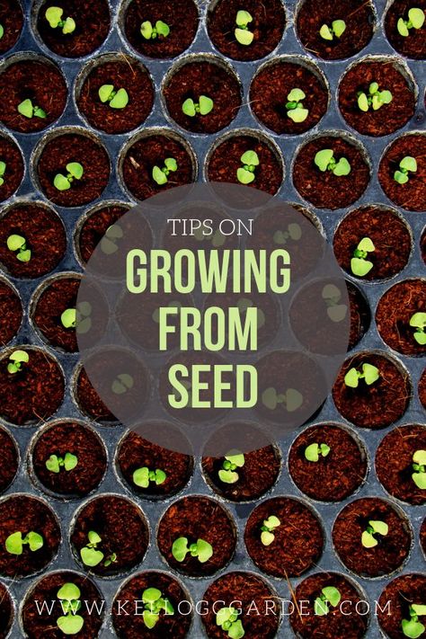 Flowers From Seeds Easy, How To Grow Herbs From Seeds, Growing Succulents From Seed, Seed Gardening, Planting Flowers From Seeds, Growing Plants From Seeds, Succulent Table, Flowers From Seed, Grow Seeds