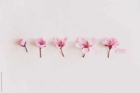 Spring Background Wallpapers Laptop, Cover Photos Facebook Aesthetic Pink, Flower Cover Photos, Cute Cover Photos Facebook, Background For Facebook, Pink Flowers White Background, Spring Cover Photos, Cover Photo Aesthetic, Facebook Cover Photos Flowers