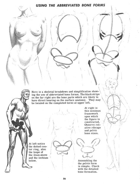 Jack Hamm Basic Anatomy, Anatomy References, Anatomy Practice, Female Torso, Human Anatomy Drawing, Human Figure Drawing, Human Anatomy Art, Anatomy Sketches, Anatomy For Artists