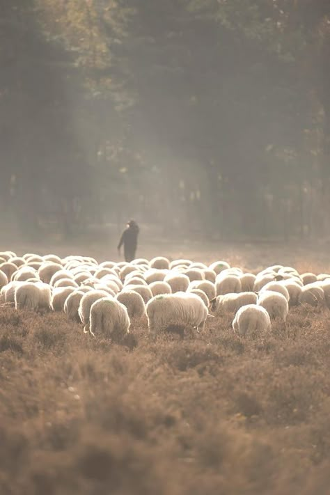 Flock Of Sheep, Idee Cricut, Sheep Art, Counting Sheep, Peter Paul Rubens, Sheep Farm, Sheep And Lamb, The Good Shepherd, The Shepherd