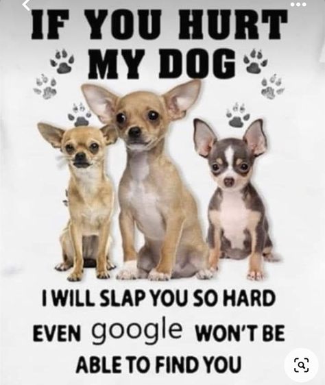 Chihuahua Quotes, Dog Poems, Baby Chihuahua, Chihuahua Funny, Chihuahua Mom, Dog Quotes Love, Teacup Chihuahua, Chihuahua Lover, Cute Chihuahua