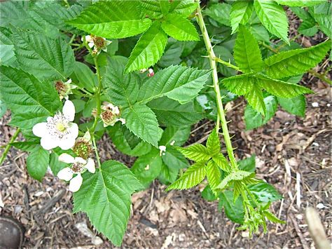 Blackberry pruning- PHENOMENAL info and how-to, especially if the briar is overgrown. Blackberry Bushes, Cabin Projects, Growing Blackberries, Blackberry Bush, Gardening Inspiration, Future Garden, Forest Cabin, Farm Stuff, Work Project