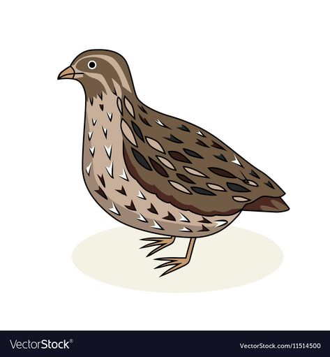 Quail Cartoon Image, Quail Illustration, Quail Drawing, Quail Art, Grey Bird, Raising Quail, Doodle Clipart, Bird Cartoon, Quails