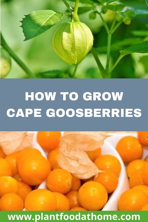 Golden Berries Recipes, Golden Berry Recipes, Golden Berry Plant, Gooseberry Plant How To Grow, Goose Berries, How To Grow Gooseberries, Cape Gooseberry Photography, Cape Gooseberry Plant, Gooseberry Plant