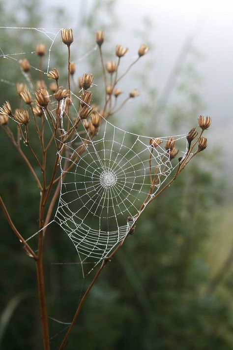 spider, web, grass, morning, dew, insect, outdoors, spider web | Piqsels Spider Web Drawing, Spider Web Tattoo, Garden Spider, Spider Tattoo, Spider Art, Macro Shots, Spider Web, Sacred Geometry, Sri Lanka