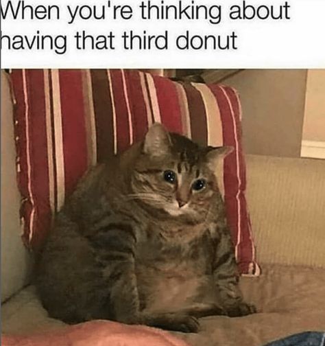 Funniest Fat Cat Memes for the Chonkiest Tubby Tubbers to Ever Grace the Galaxy - I Can Has Cheezburger? Fat Cat, Funny Cat Memes, Fat Cats, Start The Day, The Galaxy, Funny Cat, Cat Memes, Memes, Animals