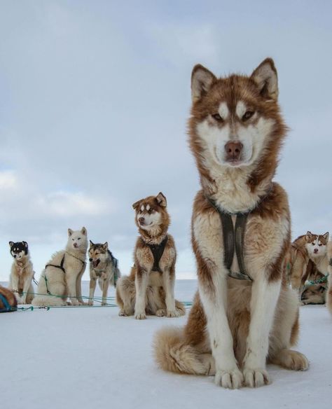 Rich Vacation, Greenland Dog, Sled Dogs, Sea Ice, Dog Poses, Husky Lover, Snow Dogs, Red Floral Print, Sporting Dogs