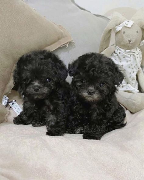 We have male and female teacup Poodle puppies available. They are both home and potty trained Teacup Poodle Haircut Styles, Tea Cup Puppies, Blue Nose Pitbull Puppies, Black Dogs Breeds, Teacup Poodles, Teacup Poodle Puppies, Teacup Poodle, Poodle Puppies For Sale, Teacup Yorkie Puppy