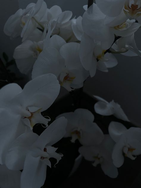 White orchid flower, plant #aesthetic #flower #garden #whiteaesthetic White Orchid Aesthetic, Orchid Flower Aesthetic, Orchids Aesthetic, Orchid Aesthetic, White Flower Wallpaper, Moon Altar, Jjk Oc, Orchid Photography, Aesthetic Flower