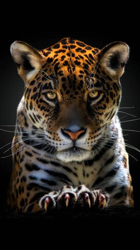 Jaguar Wallpaper by georgekev - ee - Free on ZEDGE™ Wild Cats Photography, Jaguar Photo, Jaguar Wallpaper, Big Cats Photography, Regard Animal, Jaguar Leopard, Jaguar Animal, Wild Animal Wallpaper, Wild Animals Photography