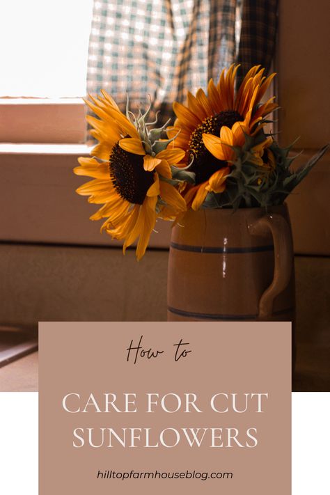 Keeping sunflowers fresh and long lasting can be challenging, so how does one properly care for cut sunflowers? Fresh Sunflower Bouquet, How To Keep Sunflowers Alive In A Vase, Fresh Sunflower Arrangements, Sunflower Care, How To Make Sunflower, Drying Flowers, Wild Sunflower, Sunflower Vase, Sunflower Arrangements