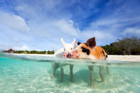 Not Just Dolphins: Where to Swim With Pigs, Penguins and the Gentlest of Sharks | Travel | Smithsonian Bahamas Travel Guide, Grand Bahama Island, Pig Island, Pig Beach, Bahamas Honeymoon, Great Exuma, Swimming Pigs, Bahamas Travel, Grand Bahama