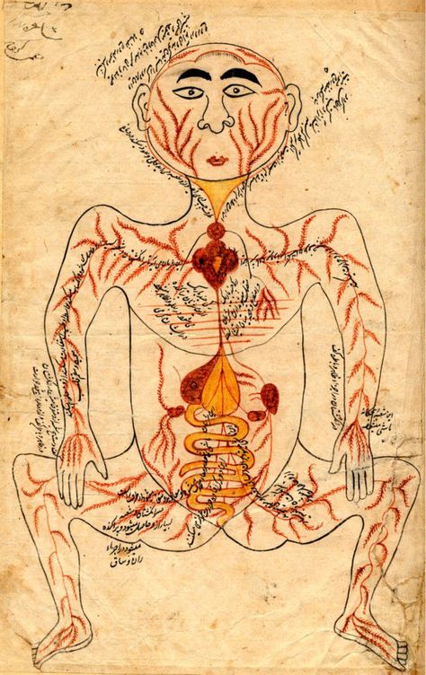 Science    This amazing Illustration of arteries and internal organs dates back to 981- 1037 AD !    By the Iranian physician Pour-Sina , Avicenna.    Avicenna was also the first physician to describe meningitis, parts of the eye, heart valves, and to recognize nerves were responsible for perceived pain. Picture Doctor, Heart Valves, Human Body Art, Parts Of The Eye, Illustrated Manuscript, Internal Organs, Human Body Anatomy, Iranian Art, Vintage Medical