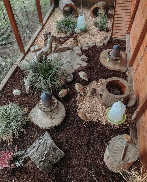 Quail Coops Ideas, Quail Pens On The Ground, Plants For Quail Pen, Quail Hideout, Outdoor Quail Enclosure, Cute Quail Coop, Quail Feeder Ideas, Quail Set Up, Quail Coop Ideas Diy Outdoor