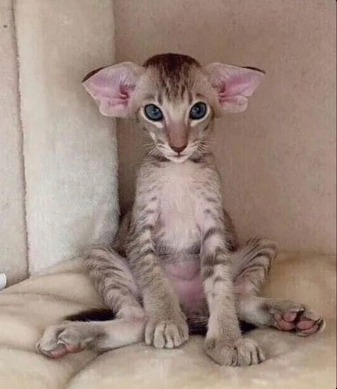 Dobby Cat, Shorthair Cat, Gorgeous Cats, Silly Cats Pictures, Dessin Adorable, Funny Cute Cats, Cute Cats And Dogs, Kitty Cats, Silly Cats