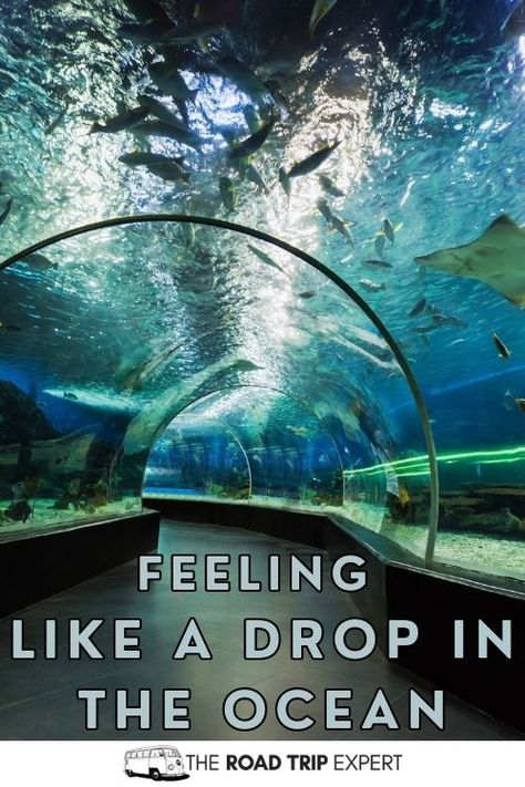 100 Enchanting Aquarium Captions for Instagram (With Puns!) Check more at https://trailertraveling.com/100-enchanting-aquarium-captions-for-instagram-with-puns/ Aquarium Captions, One Word Caption, Fish Aquarium, Captions For Instagram, Paris Travel, Aquarium Fish, Instagram Captions, Puns, Road Trip