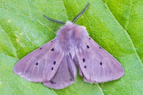 Purple Moth, Moth Species, Colorful Moths, Cute Moth, Cool Insects, Cool Bugs, Moth Art, Beautiful Bugs, Arthropods