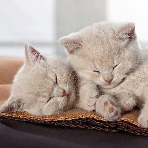 thesubkitten: “ Night night dear friends and darling followers ” Sleeping Kitten, Söt Katt, Kittens And Puppies, Baby Kittens, Cute Cats And Kittens, Cute Kittens, Cats Meow, Pretty Cats, Maine Coon