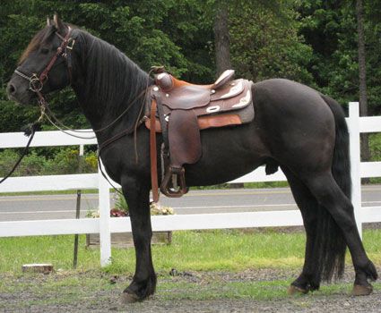 Prince, a Canadian Horse (rare breed). Looks like a Friesian, but has the natural ability to jump. Canadian Horses are very versatile and will do their best to please you. Canadian Horse Breed, Western Draft Horse, Friesian Horse Western, Friesian Cross Horse, Black Forest Horse Breed, Canadian Horse, Stunning Horses, Black Fresian Horses, Western Pleasure Horses