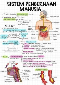 Materi Ipa, Sistem Pencernaan, Mind Map Design, Study Biology, Medical School Life, School Study Ideas, Sketch Note, Med School Motivation, Medical School Inspiration