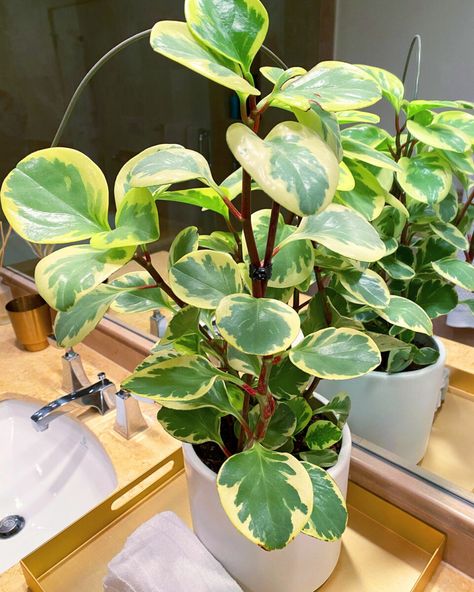 Baby Rubber Plant, Hindu Rope Plant, Peperomia Obtusifolia, Peperomia Plant, Moth Orchid, Chinese Money Plant, Rubber Plant, Easy Care Plants, Best Indoor Plants