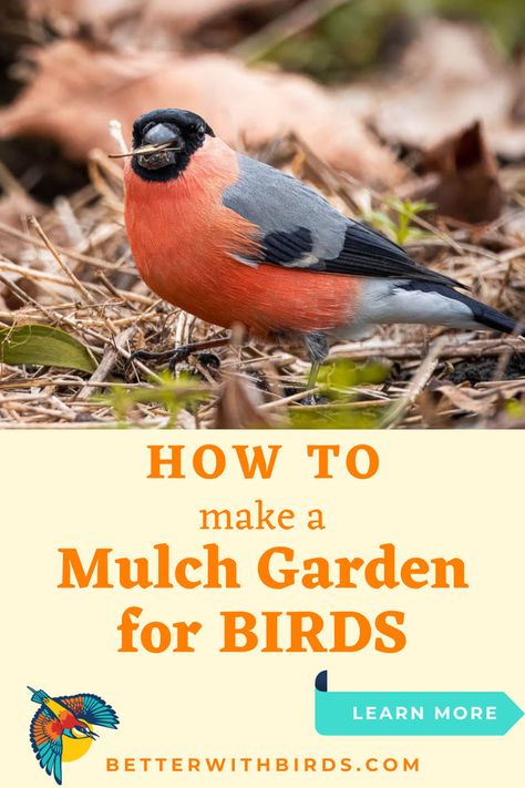 Want to create a bird-friendly yard? A mulch garden is the perfect way to attract birds! Our Better With Birds guide walks you through how to set up your garden for success. Learn which types of mulch work best, what to plant, and how to make your yard irresistible to your favorite feathered friends. It’s time to create a welcoming space for birds right outside your door! Garden For Birds, Mulch Garden, Types Of Mulch, Bird Facts, Bird Identification, Native Plant Gardening, Different Birds, How To Attract Birds, How To Set Up