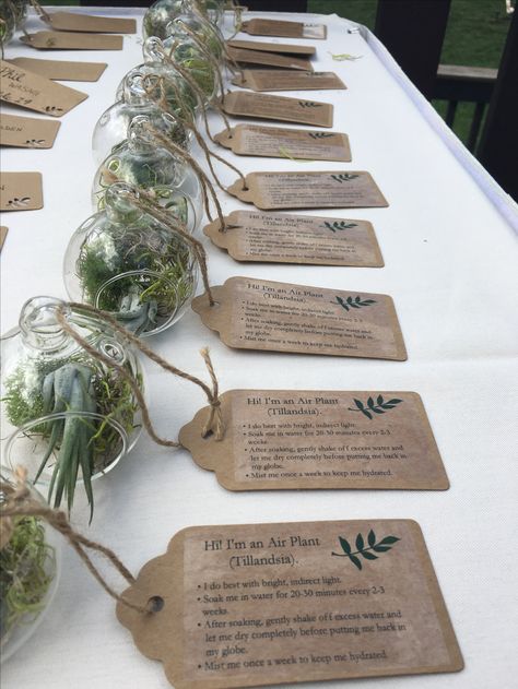 Air plant seating chart for our 8.19.17 wedding. Cute and simple giveaway gifts as well! Plant Wedding Souvenir, Wedding Souvenirs Plants, Air Plant Wedding Favor, Plant Giveaway Ideas, Plant Seating Chart, Plant Souvenir, Plant Hampers, Plant Giveaway, Air Plants Wedding