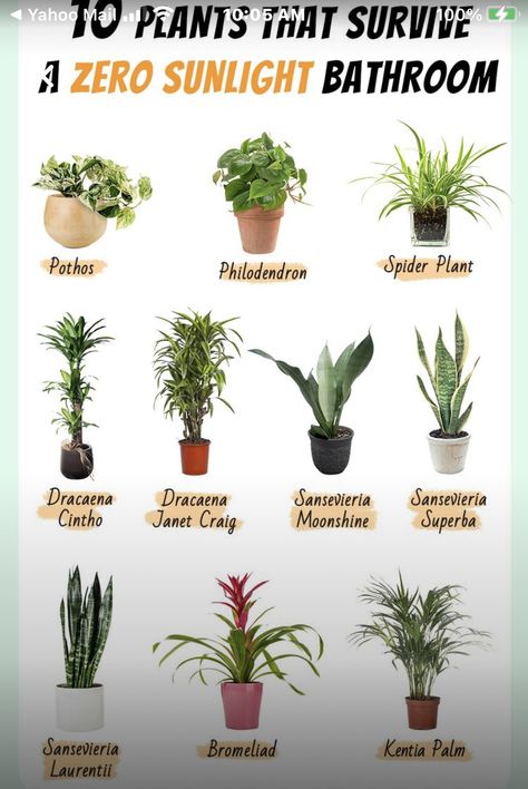 Inside House Plants, Best Bathroom Plants, Low Light House Plants, Indoor Plants Low Light, Easy House Plants, Household Plants, Backyard Oasis Ideas, Plant Care Houseplant, Inside Plants