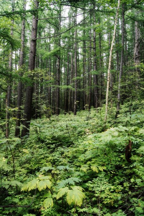 undergrowth forest Forest Shrubs, Forest Undergrowth, Monster Background, Forest Foliage, Forest Clearing, Map Ideas, Evergreen Forest, Replant, Nature Aesthetic