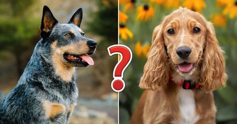 Is there anything better than dogs? Dog Quizzes, Dog Quiz, Spanish Water Dog, English Coonhound, Redbone Coonhound, Norfolk Terrier, Greater Swiss Mountain Dog, Swiss Mountain Dogs, Norwich Terrier