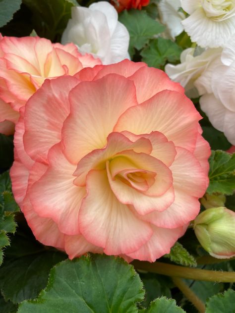 Photos for painting inspiration.  Please feel free to use. Begonia Flower Aesthetic, Begonia Garden, Canterbury Bells, Begonia Flower, Rose Flower Pictures, Lawn Service, Carnation Flower, Red Rose Flower, Pink Rose Flower