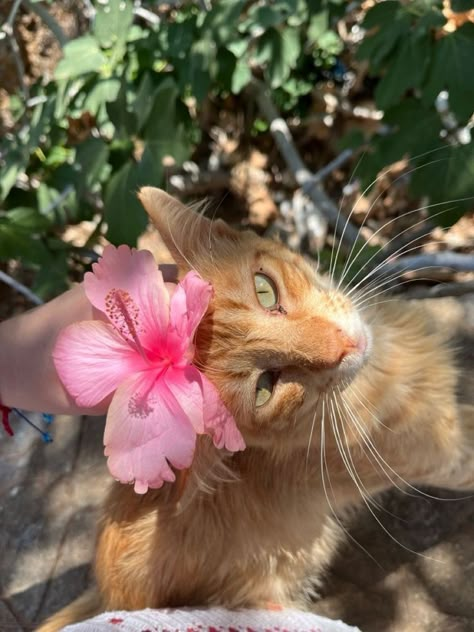 Tropical Animals Aesthetic, Cat Summer Aesthetic, Summer Cat Aesthetic, Pink And Orange Summer Aesthetic, Cat On Beach, Summer Pfp, Summer Cats, Beach Cat, Summer Cat