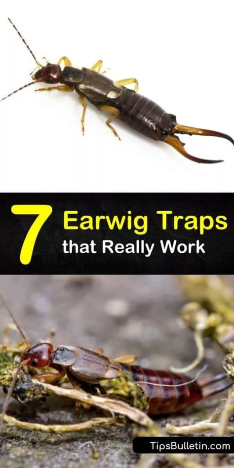 How To Kill Earwigs In The House, Diy Earwig Killer, How To Get Rid Of Earwigs In The Garden, How To Get Rid Of Earwigs, How To Get Rid Of Earwigs In Your Home, Earwig Repellant, Earwigs In Garden, Earwig Killer, Earwigs In House