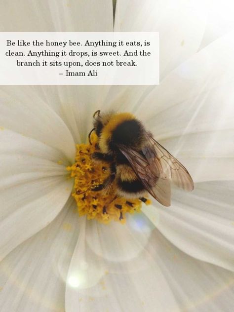 Honey Bees Aesthetic, Honey Quotes Bee, Honeybee Quotes, Bee Quotes Inspiration, Honey Bee Quotes, Honey Bee Facts, Bee Project, Honey Quotes, Queen Bees Art