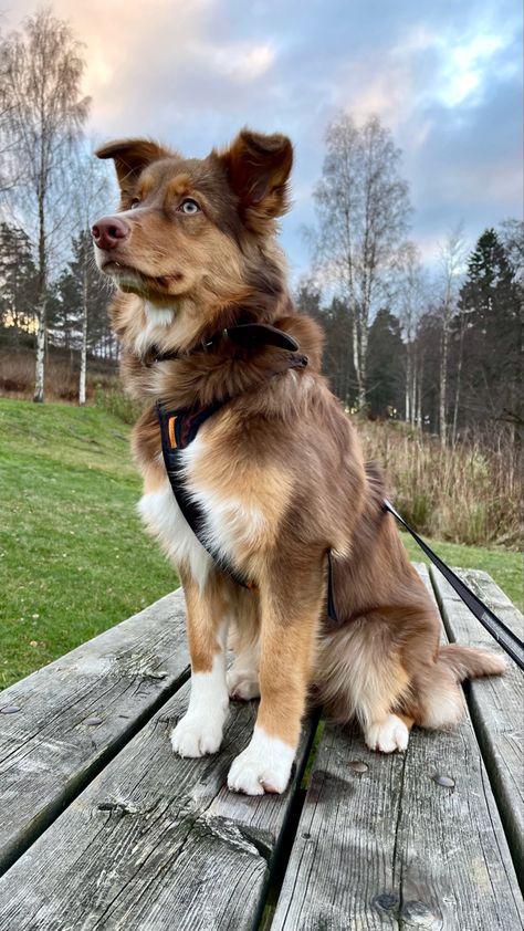 Border Collie X Australian Shepherd, Border Collie Mix Australian Shepherd, Nova Scotia Duck Tolling Retriever Puppy, Australian Shepherd Haircut Styles, Australian Collie, Australian Shepherd Aesthetic, Golden Aussie, Australian Retriever, Australian Border Collie