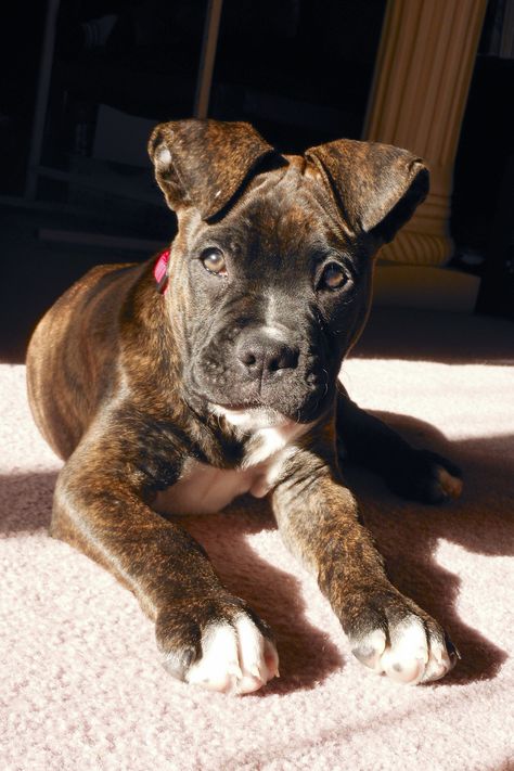 2 month old boxer/American bulldog mix.  He's my baby. Pitbull Boxer Mix, Boxer Mix Puppies, Pitbull Boxer, American Bulldog Mix, Poodle Toy, Dog German, Boxer Puppies, Yorkshire Terrier Puppies, Pitbull Puppies