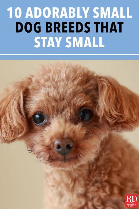 Small Puppies That Dont Grow, Puppies That Stay Small Forever, Things You Need For A Small Dog, Cute Dogs That Stay Small, Small Cute Dogs Breeds, Toy Dogs Breeds, Dogs That Stay Small Forever, Small Breed Puppies, Cute Puppy Breeds That Stay Small