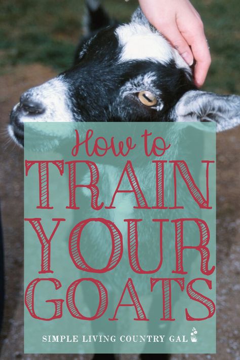 Goat Shelters, Backyard Goats, Goat Ideas, Goat Playground, Keeping Goats, Goat Health, Goat Shed, Homestead Animals, Goat Shelter